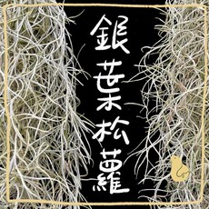 歪皮植物 銀葉松蘿 空氣鳳梨 觀葉植物 居家室內裝飾 新手入門款 辦公室療癒盆栽, 1個