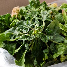 해풍맞은 남해 보물초 시금치, 1개, 2kg