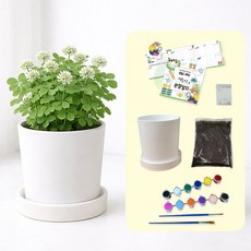 DIY 드로잉화분 화이트클로버 키우기 / 네잎클로버 식물키우기 화분꾸미기 미술준비물, 1개