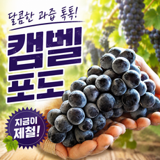 고당도 캠벨 포도 하우스 노지 순차출고 제철 과일, 1박스, 캠벨 500g