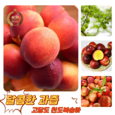 [굿피플] 꿀당도 천도(신선)복숭아 복숭아 제철천도(신선)복숭아, 1개, 천도복숭아(신선) 1kg 7-8과