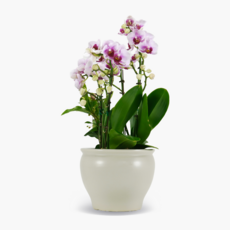 꽃파는총각 서양란 핑크호접(엘레강스), 1개