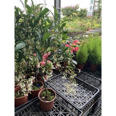 掛花玉蝴蝶 高度70-90公分 特價優惠 居家盆栽 綠植裝飾