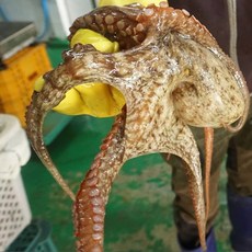 통영 자연산 돌문어1kg (2~4미내외) 당일조업 제수용한마리, 1kg(2~3미내외), 1개