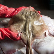 연안 활 간재미 1kg(1미~3미), 1개, 1kg
