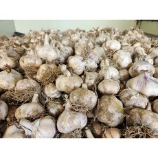 [창녕유어팜]창녕 햇마늘 피마늘 통마늘 국내산 산지직송 귀농농부, 1박스, 5kg(중소)