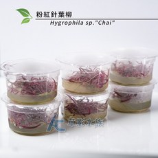AC草影 粉紅針葉柳 (組培盒裝)