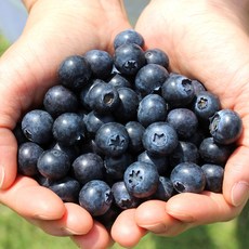 당도선별 고당도 블루베리 생과, 1개, 1.5kg (특)