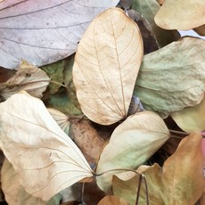 P老闆水族 羊蹄甲 乾葉 鼠婦 蠊 昆蟲 爬種類 躲藏, 1個, 10克