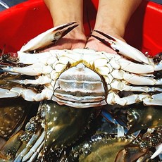 [당일바리] 서해안 활 꽃게 알배기 암꽃게 대사이즈, 2개, 1kg(2-4미내외)