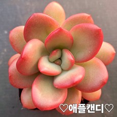 내맘대로골라 다육이 다육식물, 30번- 애플캔디