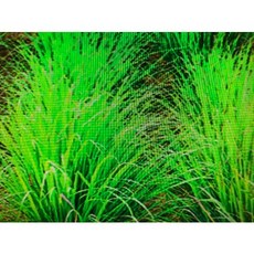 香茅精油 Citronella - 1Kg 新鋁瓶分裝 台灣製造, 1個