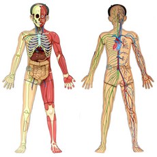 양면 조립식 전신 인체 모형 1인용 방과후학습 인체모형 만들기키트 과학학습교재, 1개