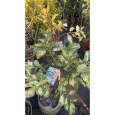 霏霏園藝彩晶芭樂.8吋.800元成樹, 1個