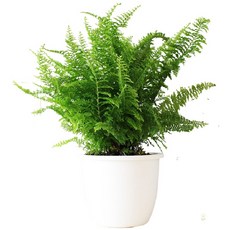 森林有塊田 波士頓腎蕨盆栽 過濾空氣 淨化甲醛 室內植物 附肥料, 綠色, 1個