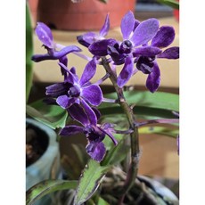 [루반정원] Vanda Pinky "Violet Queen" (향기 좋아요), 1개