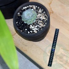 위블리 어항 스티커 온도계 (0-40도)