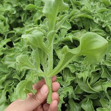 아이스플랜트 Iceplant 씨앗 허브 샐러드용, 소포장 100립
