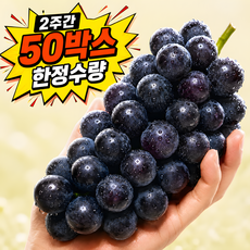 [2주한정] S급선별 꿀폭탄 캠벨담 캠벨포도, 1박스, 500g (품절임박)
