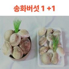 송화버섯 1+1, 2개, 200g