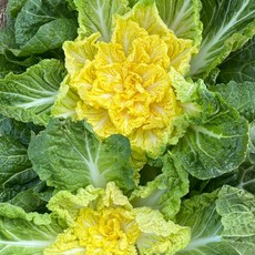 친환경 마음밭 국내산 무농약 봄동 500g 1kg, 1개