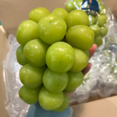 엘로아시스 수출용 프리미엄 샤인머스켓 특등품, 1개, 특등품 2.2kg (3-4송이)