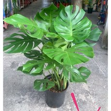 霏霏園藝 大葉龜背芋 8吋盆, 1個, 單買樹650元