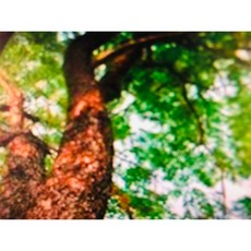 台灣阿里山黃檜木精油 500ml 玻璃罐裝 氣味清香 尾韻淡淡檀香, 1個