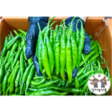 [당일경매] 국내산 신선한 청양고추 1박스, 1개, 500g