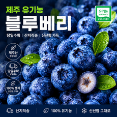 제주 유기농 생블루베리 생과 산지직송, 1박스, 500g