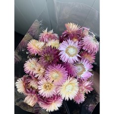 荷蘭進口麥桿菊乾燥花原裝把，五色可選，DIY花材乾燥花藝設計首選, 漸層粉