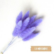 화연양화 프리저브드플라워 선별 라그라스 강아지풀 10개입, 13 베리페리