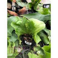花花世界 蕨類象女 鹿角蕨-象耳X女王 4吋盆栽 常綠植物, 1個