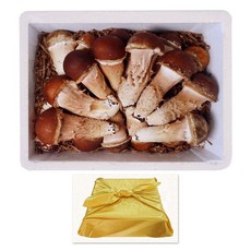 [햇담송]무농약 국내산 참송이버섯 특대사이즈 최상급 진한 송이향의 고급버섯, 1박스, 500g 최상급 보자기포장