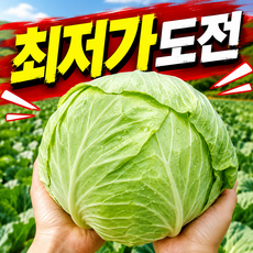[24시간초특가할인중] 산지직송 아삭하고달달한 국내산 양배추, 1박스, 5kg