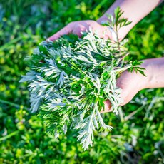 파릇파릇 향긋한 노지 생 쑥, 1박스, 300g