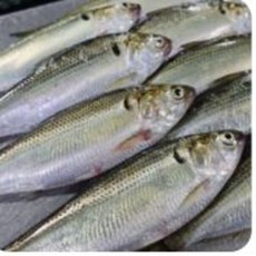 [산지공급] 소금구이에 딱 어울리는 전어 고소한 맛 그대로, 1개, 산바다]전어 1kg