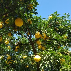노씨고집 농가직송 전남 고흥 생유자, 1개, 5kg 소과 혼합