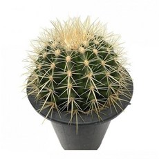 풍수 식물 돈들어오는 금호선인장 24cm 가드닝수업, 1개