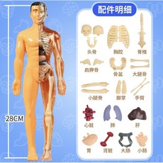 투명 해골 모델 장기 해부학 3D 관절모형 인체구조 인대 소형 마네킹, 반투명