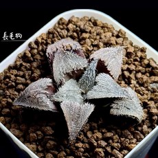 長毛狗 多肉植物成株, 1個, 成株（裸根不含盆土）