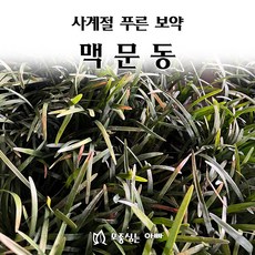 [모종심는아빠] 사계절 푸른 보약 프리미엄 맥문동 모종, 105개