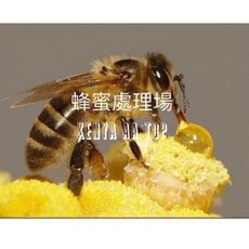 肯亞 AA TOP 咖啡生豆, 1個