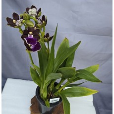 지고베타 (꽃대2대), 1개