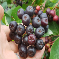 [단골주마켓] 냉동 아로니아 1kg.10kg 무가당 생과 스무디 요거트용, 1박스, 줄기제거 특품 1kg