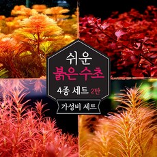 [미초] 달팽이 없는 키우기 쉬운 붉은 수초 4종 초보수초세트 [2탄] (슈퍼레드/레드카붐바/블러드레드/왈리키) / 초보자용 어항 수초 / 수초 세트 / 구피 수초, 1개