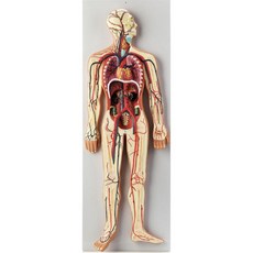 혈액순환 모형 폐순환 심혈관 교육 혈관 구조 해부 과학교구 심장 인체 해부학
