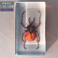 사슴벌레 장식 표본 관찰 곤충 과학 액자 교육용 박제, 독립적 인, 중형 사슴뿔 딱정벌레