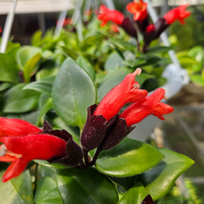 아비가든 트리초스 풍성한 에어플랜트 식물 빨간꽃 립스틱꽃, 1개, 그린