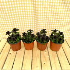 오데코롱민트 허브식물 3+1, 4개